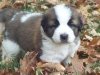 cooper-pup