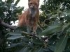 doc-holiday-in-tree