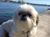 gonzo-w-palm-beach