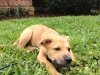 obie-in-northwood