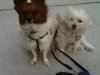piper-and-max